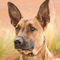 Belgian Malinois dog profile picture