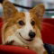 Cardigan Welsh Corgi dog profile picture