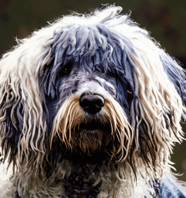 Bergamasco dog profile picture