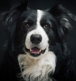 Border Collie dog profile picture