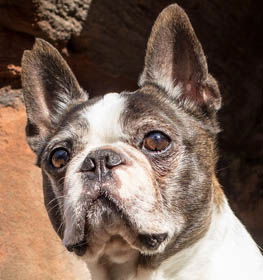 Boston Terrier dog profile picture