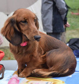 Dachshund dog profile picture