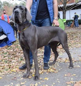 Great Dane dog profile picture