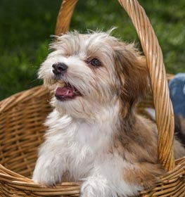 Havanese kutya profilkép