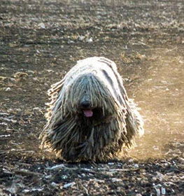 Komondor dog profile picture