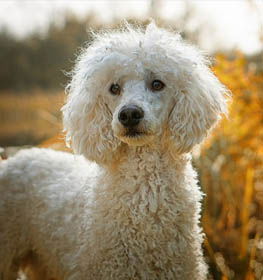 Poodle dog profile picture