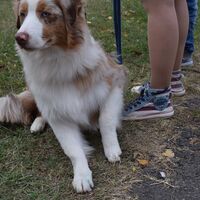Australian Shepherd After The Dog Show