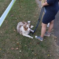Australian Shepherd Dog Breed Lying Down