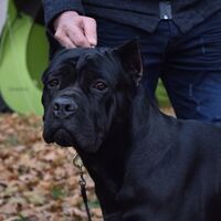 Cane Corso Profile Dog Show