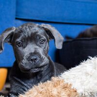 Cute Cane Corso Puppy