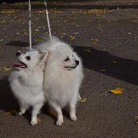 Purebred German Spitz Dogs