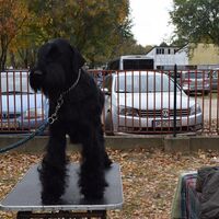 Giant Schnauzer Dog