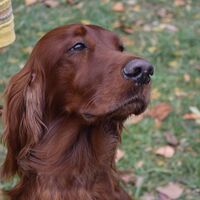 Irish Red Setter Dog Profile