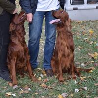 Smiling Irish Red Setters