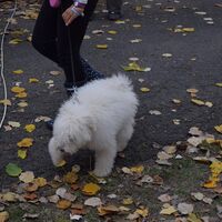Cute Komondor Puppy Walking