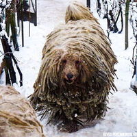 Komondor Dig Winter Garden Guard