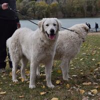 Dense Coated Hungarian Kuvasz