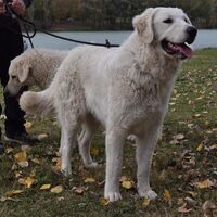 Kuvasz Perfect Guard Dogs