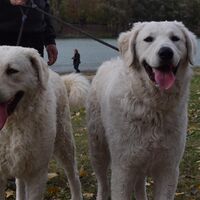 Two White Hungarian Kuvasz