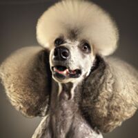 Poodle Dog Portrait 10